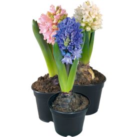 Híasintur Hyacinthus Orientalis 8cm blanda