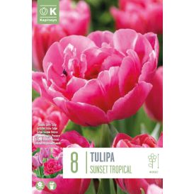 Vorlaukur túlípani Sunset Tropical 8 stk.