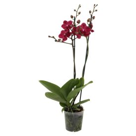 Orkídea Phalaenopsis Hybrid 12cm bleik