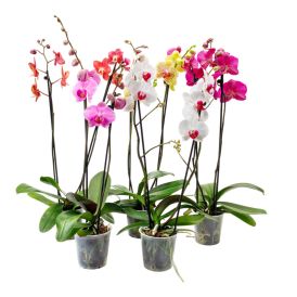 Orkídea Phalaenopsis Hybrid 12cm bleik