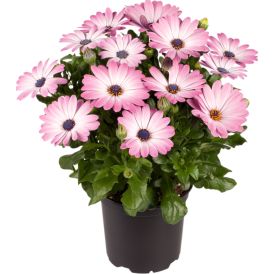 Sólboði "Margaríta" Osteospherm 11cm