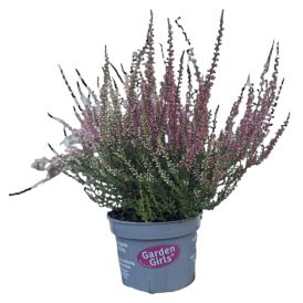 Erikur Erica Gracilis Beauty Queens 12cm