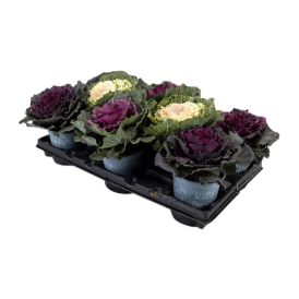 Kál Brassica 12cm