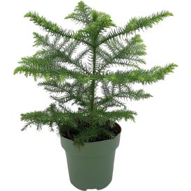Norfolk Fura Araucaria Heterophylla 14cm