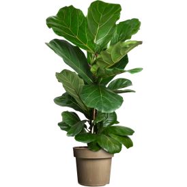 Fíkjutré Ficus Lyrata 24cm