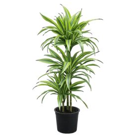 Drasena Dracaena deremensis 'Lemon Line' 24cm