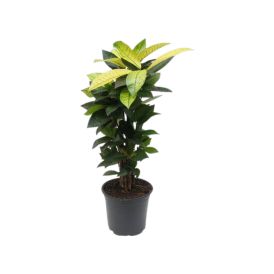 Orkídea Phalaenopsis Hybrid 12cm bleik