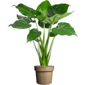 Fíkjutré Ficus Audrey 35cm