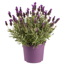 Lofnarblóm Lavandula 15cm 