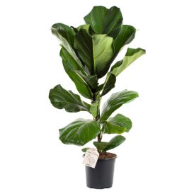 Fíkjutré Ficus Lyrata 17cm