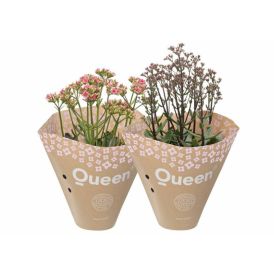 Kóraltoppur Kalanchoe Wildflowers 10cm