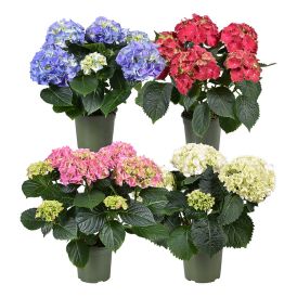 Hortensía Hydrangea 13cm margir litir