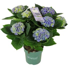 Hortensía Hyndangea 14cm Magical Revolution