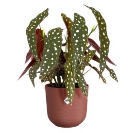 Blómapottur Jazz Ø17 cm Elho rauður