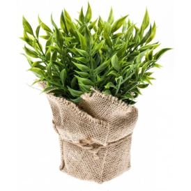 Gerviplanta Músaþorn Ruscus 20cm