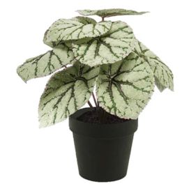 Gerviplanta Begónía 25cm í potti