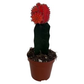 Gymnocalycium 8,5cm