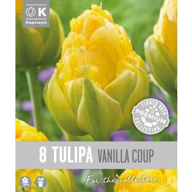 Vorlaukur túlípani Vanilla Coup 8 stk.