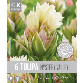 Vorlaukur túlípani Mystery Valley 6 stk.