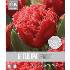 Vorlaukur túlípani Bendigo 8 stk.