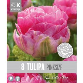 Vorlaukur túlípani Pink Size 8 stk.