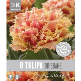Vorlaukur túlípani Brisbane 8 stk.