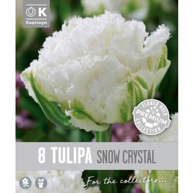 Vorlaukur túlípani Snow Crystal 8 stk.