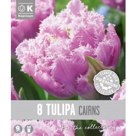 Vorlaukur túlípani Cairns 8 stk.