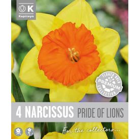 Vorlaukur lilja Pride of Lions 4 stk