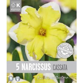 Vorlaukur lilja Cassata 5 stk