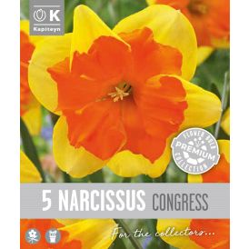 Vorlaukur lilja Congress 5 stk
