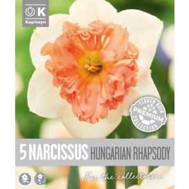 Vorlaukur lilja Hungarian Rhapsody 5 stk