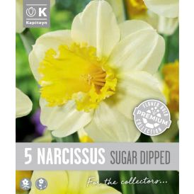 Vorlaukur lilja Sugar Dipped 5 stk
