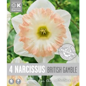 Vorlaukur lilja British Gamble 4 stk