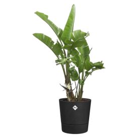 Blómapottur Foss Ø43cm svartur Elho