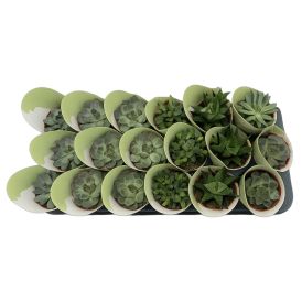 Þykkblöðunga blanda Succulent Mix 8cm