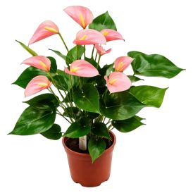 Freknulauf Hypoestes phyllostachya 6cm hvít