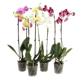 Phalaeopsis 12 cm 2 greinar
