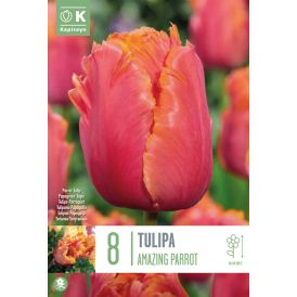Vorlaukur túlípani Amazing Parrot 8 stk.