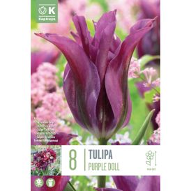 Vorlaukur túlípani Purple Doll 8 stk.
