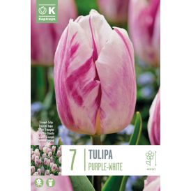 Vorlaukur túlípani Single Purple-White 7 stk.