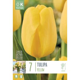 Vorlaukur túlípani Single Yellow 7 stk.