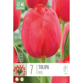 Vorlaukur túlípani Single Red 7 stk.