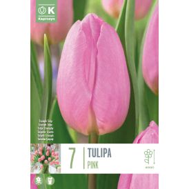Vorlaukur túlípani Single Pink 7 stk.