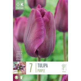 Vorlaukur túlípani Single Purple 7 stk.