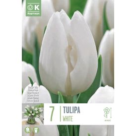 Vorlaukur túlípani Triumph White 7 stk.
