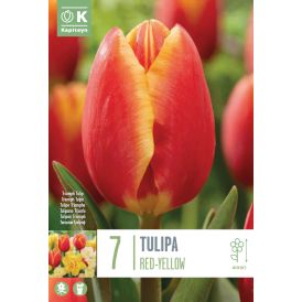 Vorlaukur túlípani Single Red-Yellow 7 stk.