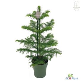 Norfolk Fura Araucaria Heterophylla 14cm