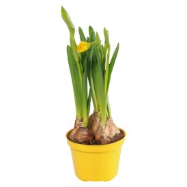Páskalilja Narcissus 9cm