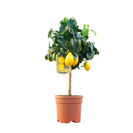 Sítrus tré 24cm blanda